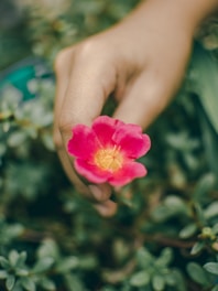 person holding pink petaled flower