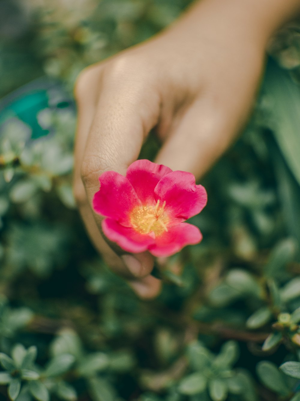 persona sosteniendo una flor de pétalos rosados