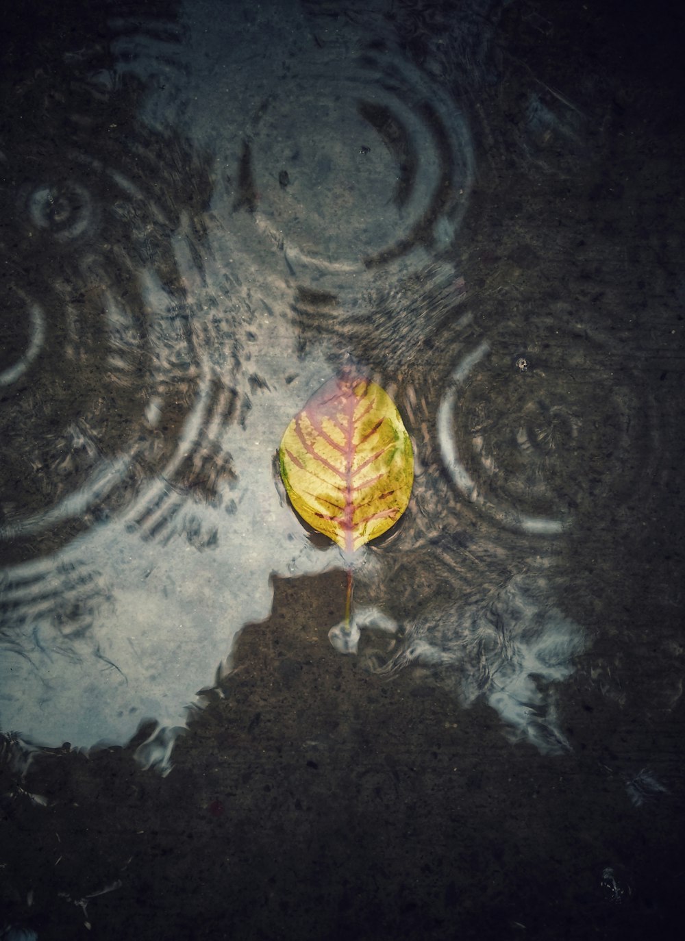 수역에 마른 잎의 얕은 초점 사진