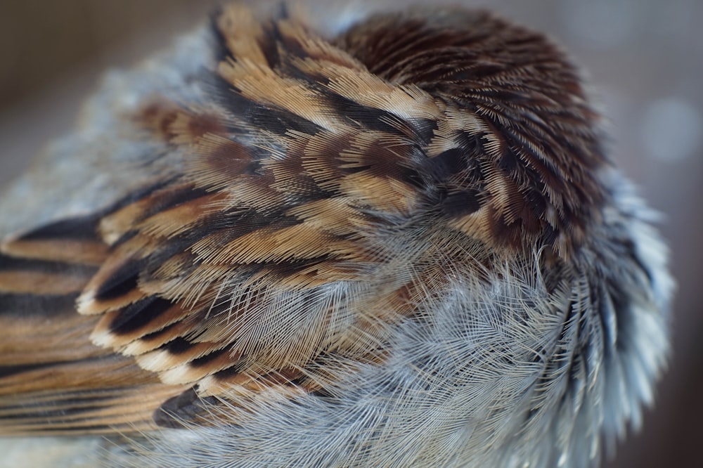 brown and black feather