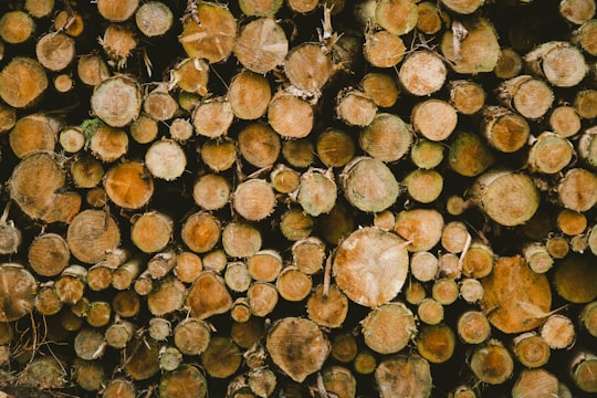 cut logs in High Weald AONB United Kingdom