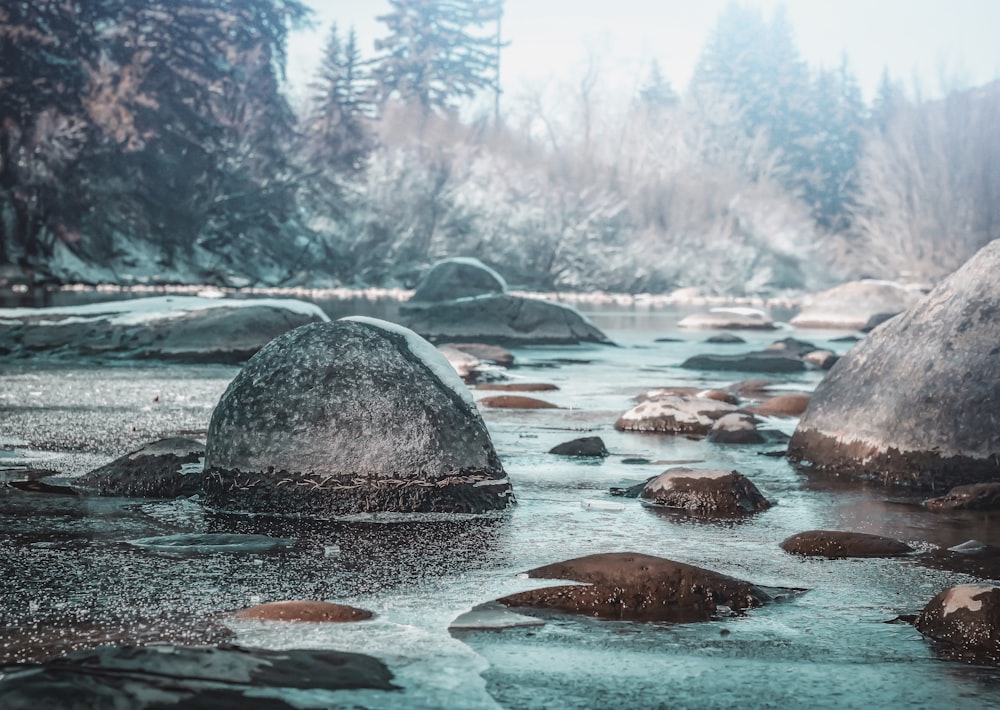 pine trees near river