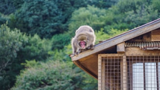 A technician installing an anti monkey net on a balcony in bangalore