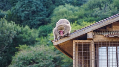 A technician installing an anti monkey net on a balcony in bangalore