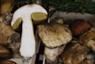 A collection of large, freshly harvested mushrooms with earthy tones. One mushroom is cut in half, revealing a white interior and yellow gills. They appear to be arranged in a crate with some green foliage in the background.