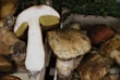 A collection of large, freshly harvested mushrooms with earthy tones. One mushroom is cut in half, revealing a white interior and yellow gills. They appear to be arranged in a crate with some green foliage in the background.