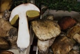 A collection of large, freshly harvested mushrooms with earthy tones. One mushroom is cut in half, revealing a white interior and yellow gills. They appear to be arranged in a crate with some green foliage in the background.