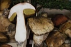 A collection of large, freshly harvested mushrooms with earthy tones. One mushroom is cut in half, revealing a white interior and yellow gills. They appear to be arranged in a crate with some green foliage in the background.