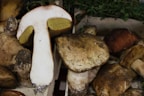 A collection of large, freshly harvested mushrooms with earthy tones. One mushroom is cut in half, revealing a white interior and yellow gills. They appear to be arranged in a crate with some green foliage in the background.