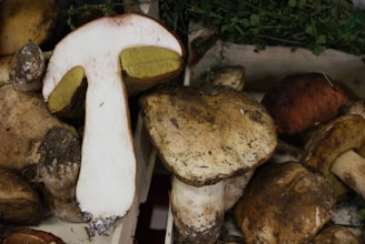 A collection of large, freshly harvested mushrooms with earthy tones. One mushroom is cut in half, revealing a white interior and yellow gills. They appear to be arranged in a crate with some green foliage in the background.
