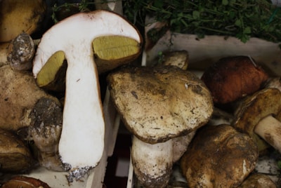 A collection of large, freshly harvested mushrooms with earthy tones. One mushroom is cut in half, revealing a white interior and yellow gills. They appear to be arranged in a crate with some green foliage in the background.
