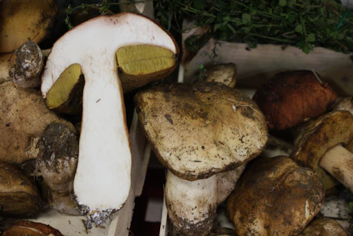 Close-up of fresh huitlacoche mushrooms displayed on rustic wooden crates in a market setting.