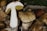A collection of large, freshly harvested mushrooms with earthy tones. One mushroom is cut in half, revealing a white interior and yellow gills. They appear to be arranged in a crate with some green foliage in the background.