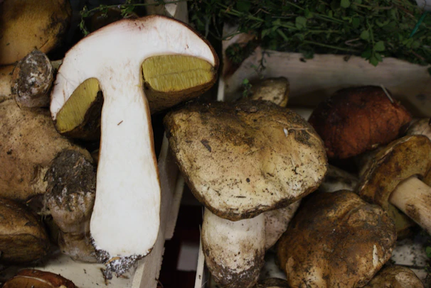 An inviting package of sr mushrooms products arranged neatly for shipping.