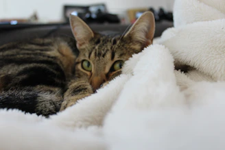 A tabby cat curled up wearing a soft mint green sweater, surrounded by handmade toys
