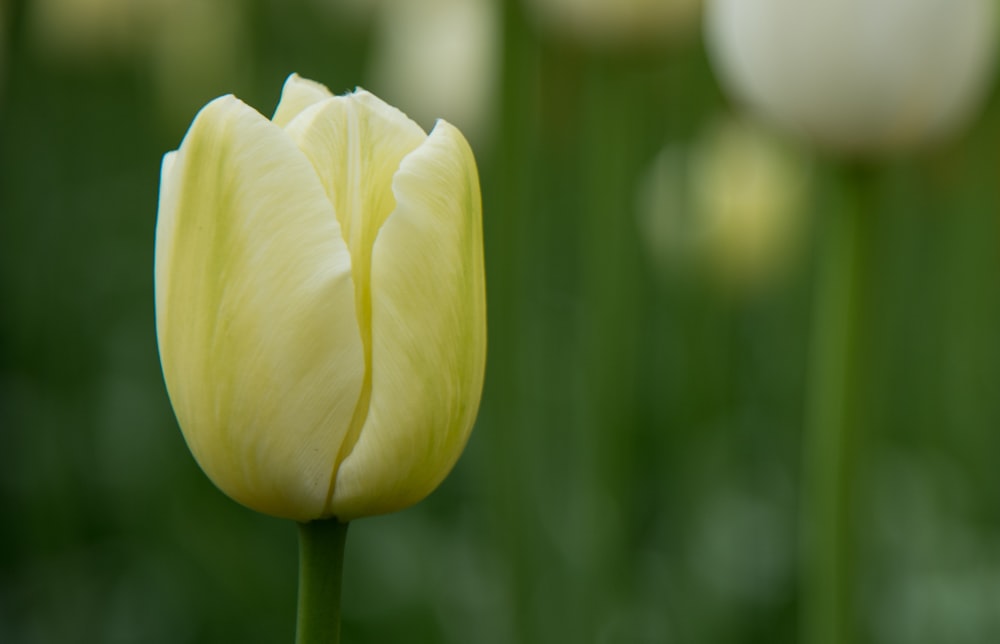 flacher Fokus der gelben Blüte