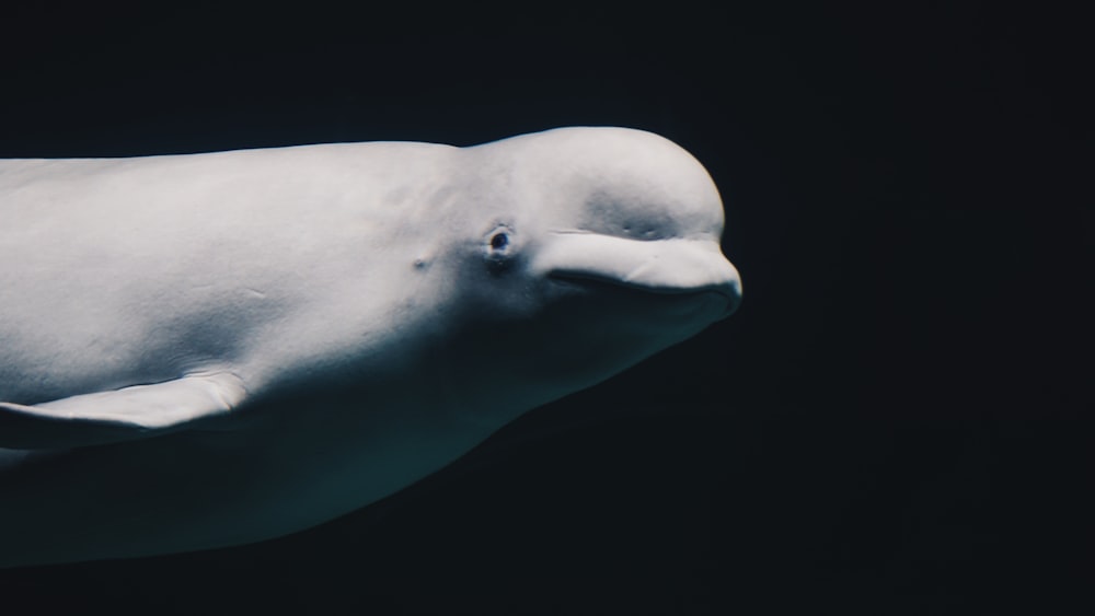 animal sous-marin blanc