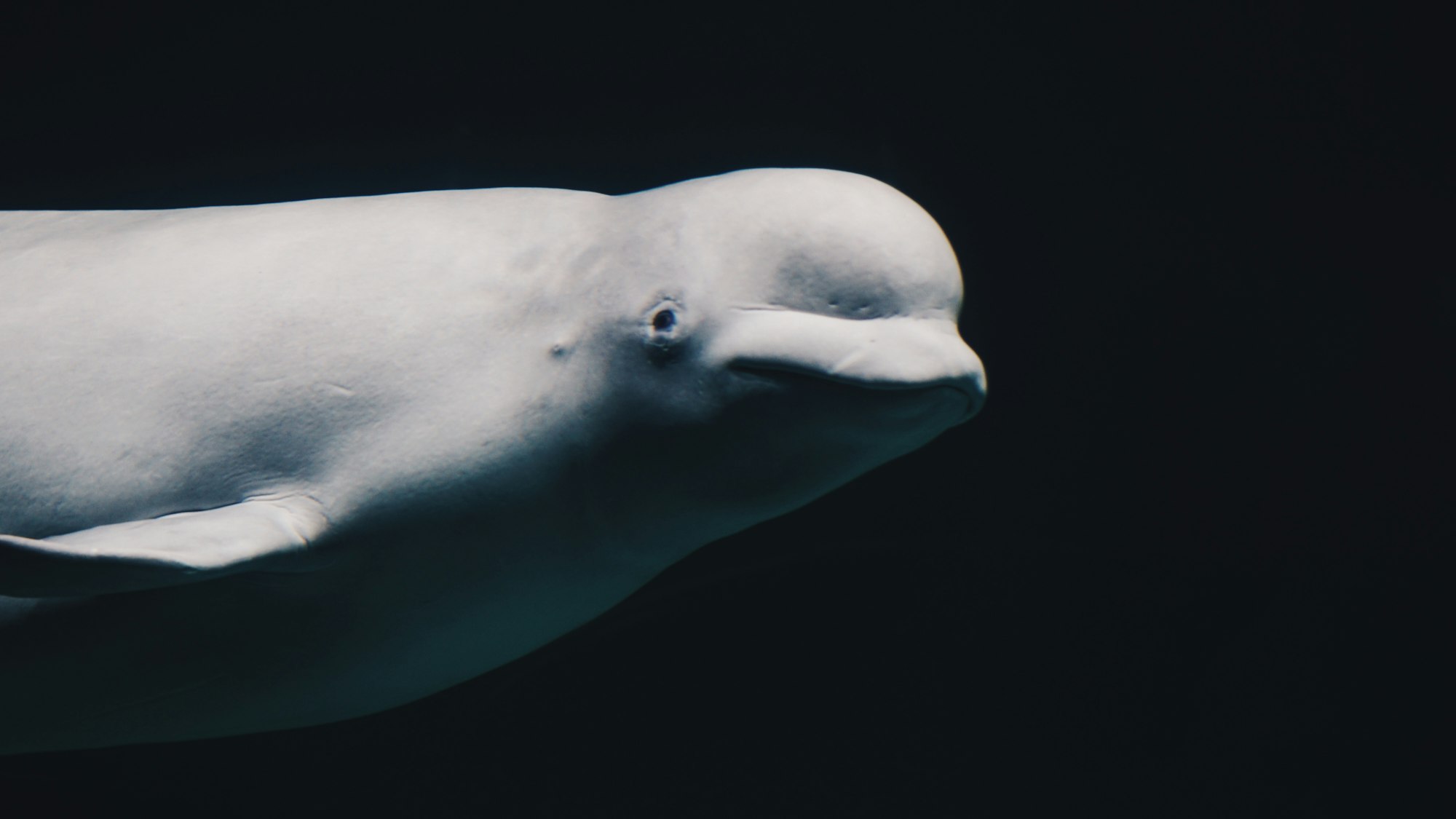 A beluga whale, which is white.