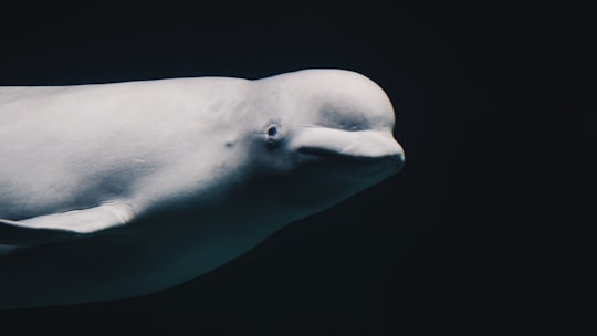 white underwater animal in Oceanografico Spain