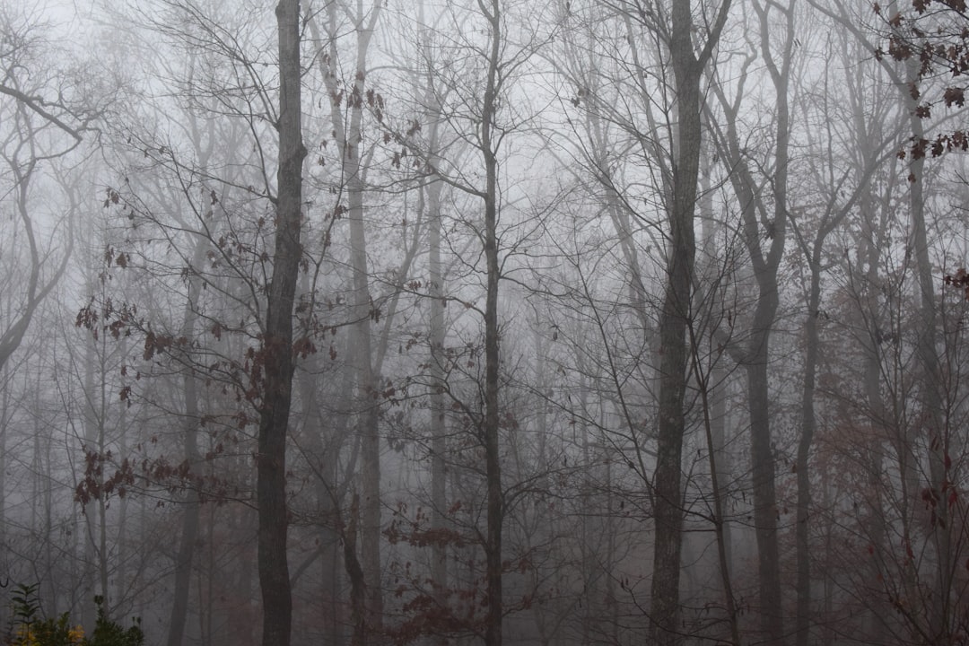 photo of Oak Ridge Forest near Big Ridge State Park