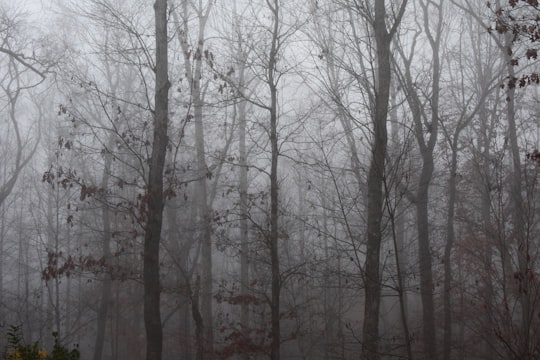 leafless tree in forest covered with fog in Oak Ridge United States