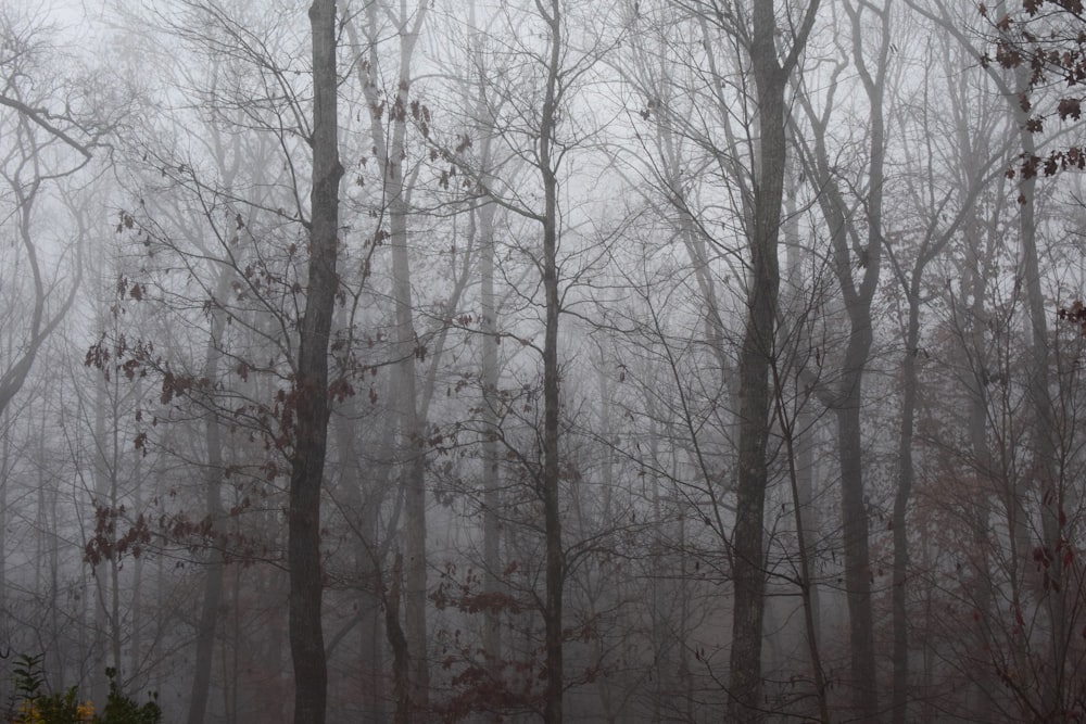 leafless tree in forest covered with fog
