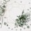 white flowers with green leaves