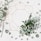 white flowers with green leaves
