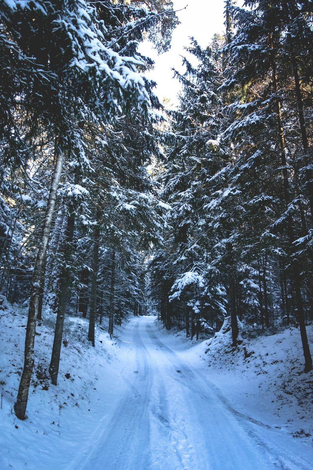 caminho de neve no meio das árvores