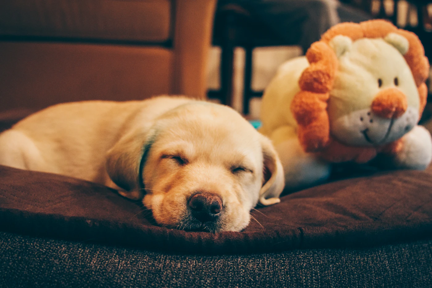 A puppy fast asleep next to a soft toy