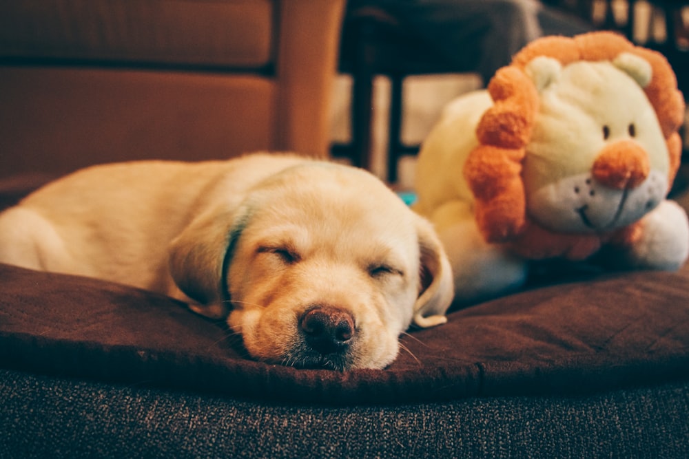 golden retriever puppy beside the lion plush toy