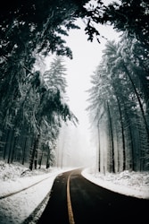 asphalt road in between trees covered with snow