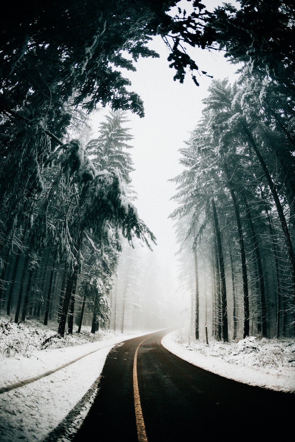 asphalt road in between trees covered with snow