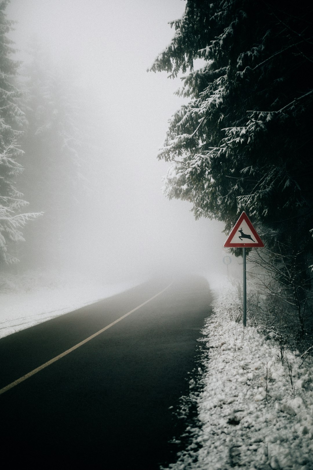 black asphalt road surrounded with trees and covered with white thick fog