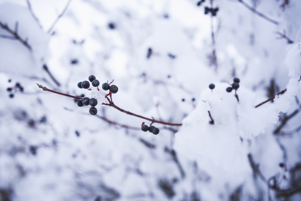 photo of trees covered with snow