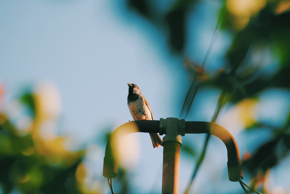 bird perched on street light