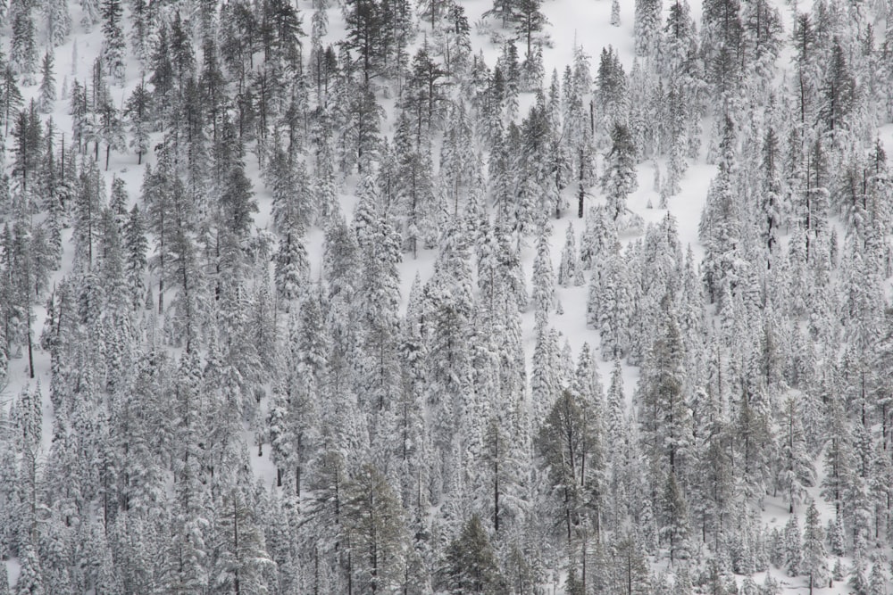 aerial view photography of pine trees on snow field
