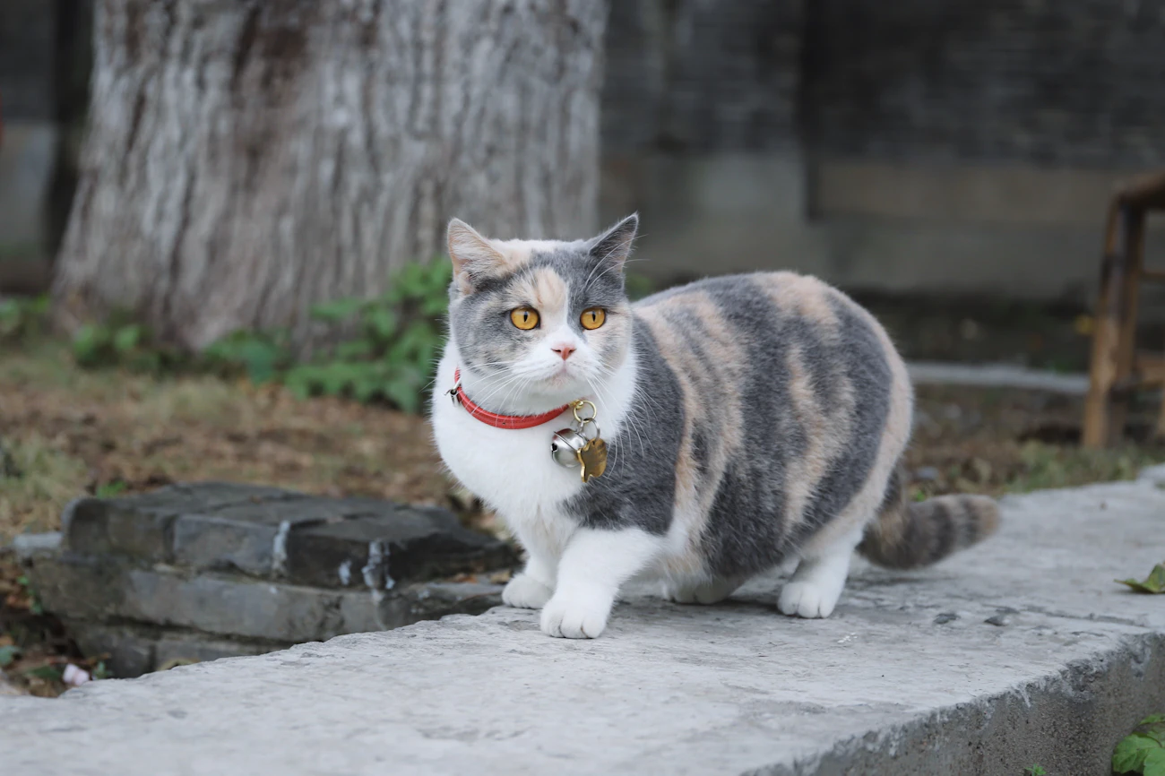屋外で座るグレーと白の短足の猫