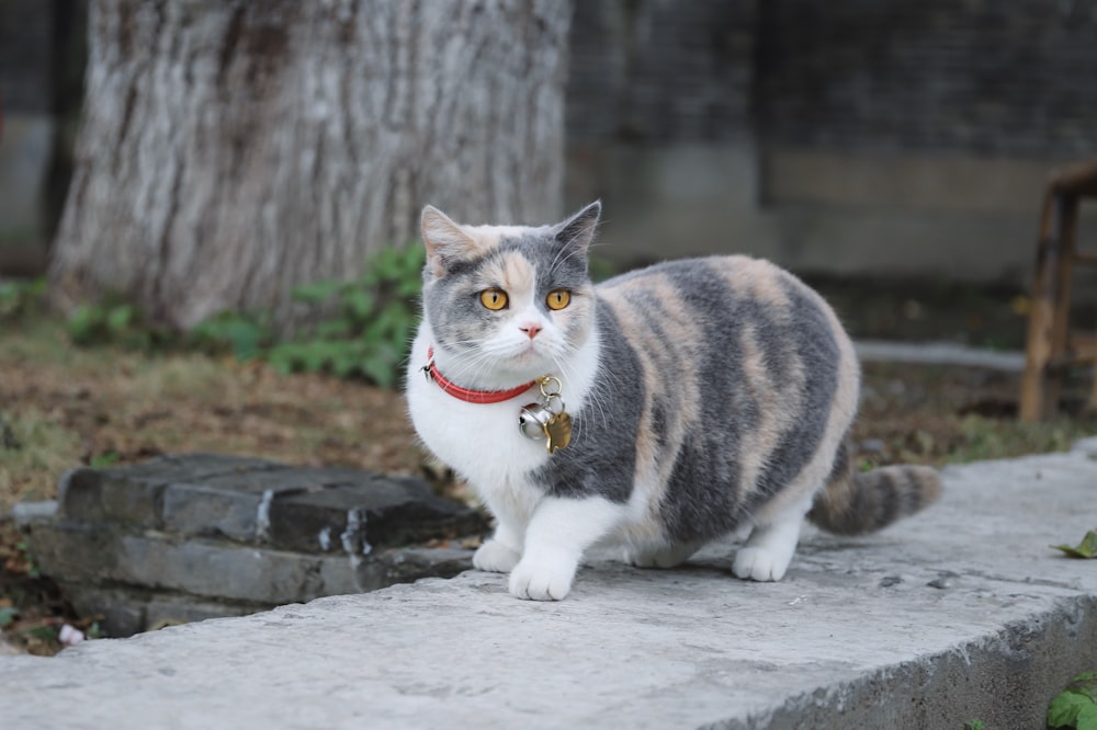 cat on concrete wall