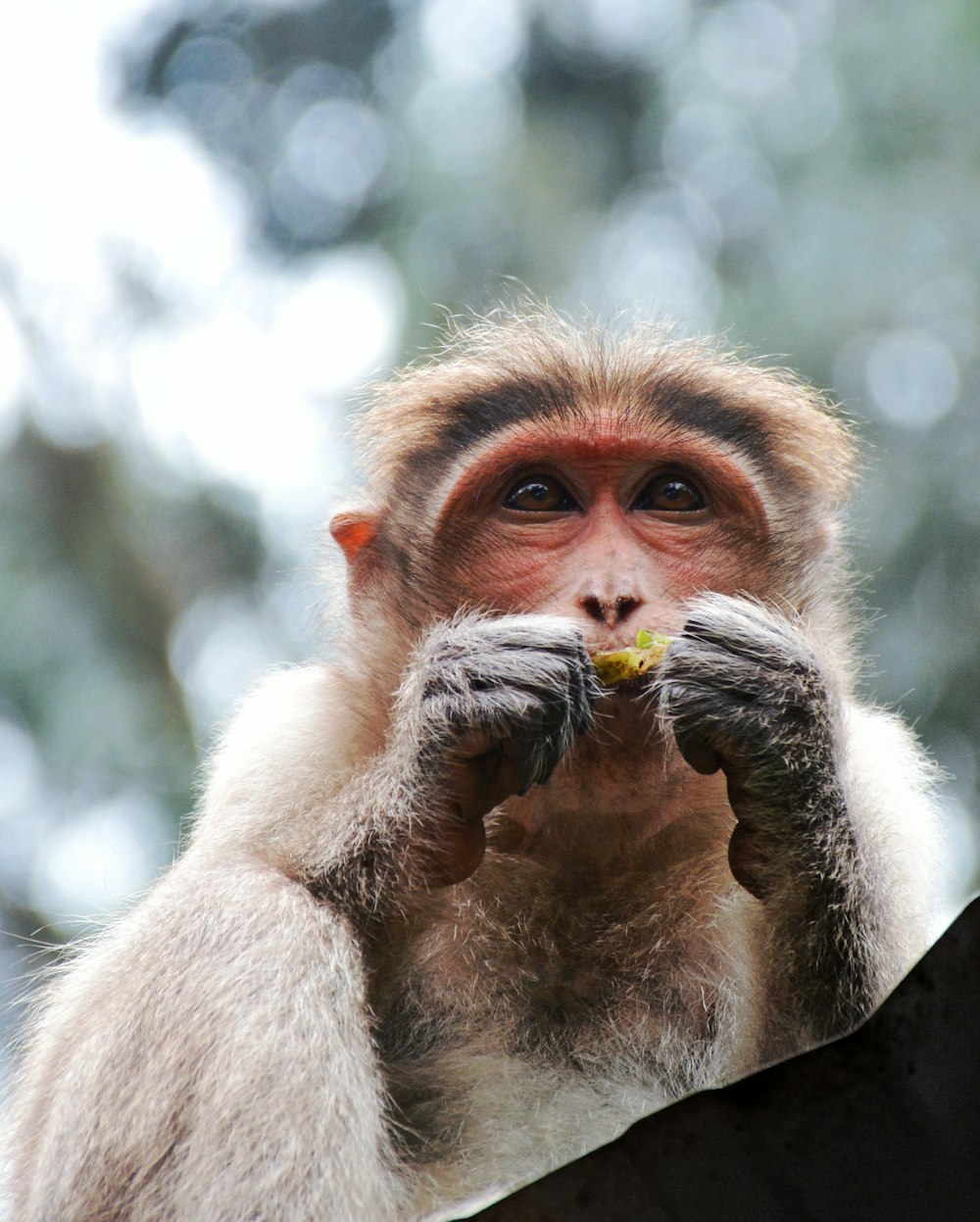 selective focus photography of primate eating