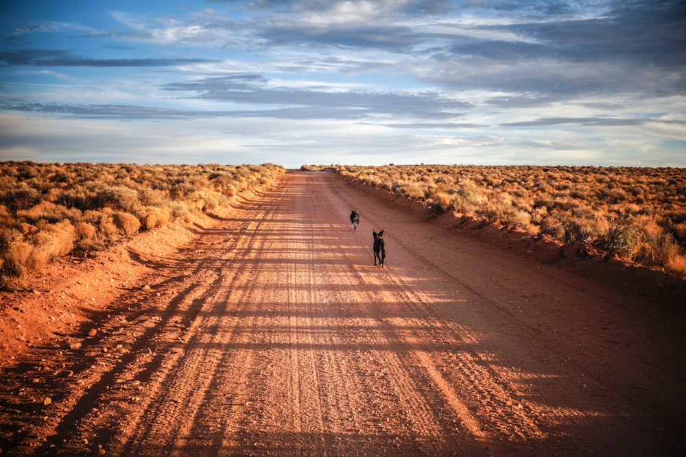 landscape photography of desert