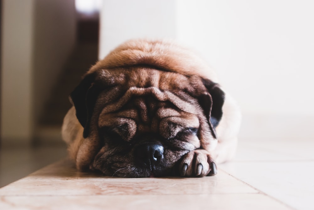 shallow focus photography of adult fawn pug