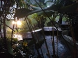 A serene tropical garden scene with lush green foliage and a tranquil pool of water. The area is softly lit by a warm light source peeking through the plants, creating shadows and reflections on the water's surface. The landscape includes a wooden deck that leads to a small bridge crossing the water feature.