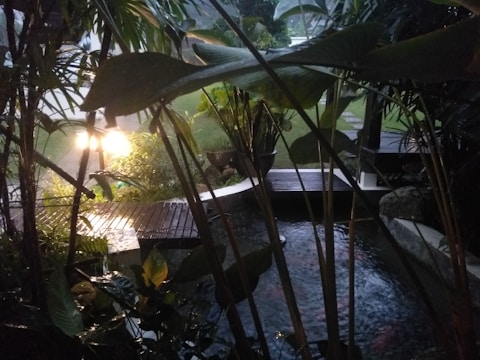 A serene tropical garden scene with lush green foliage and a tranquil pool of water. The area is softly lit by a warm light source peeking through the plants, creating shadows and reflections on the water's surface. The landscape includes a wooden deck that leads to a small bridge crossing the water feature.