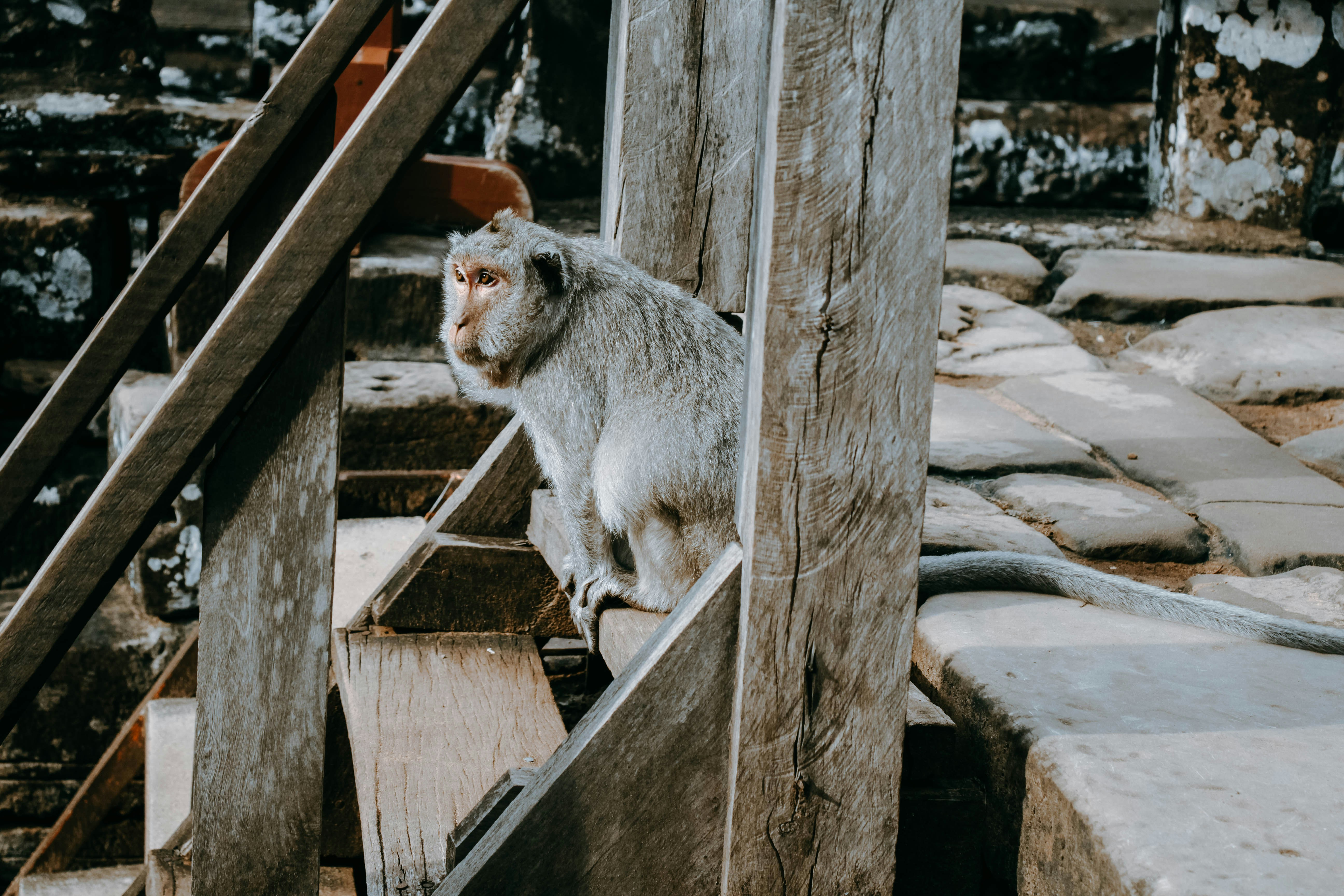 gray monkey on brown wooden stair, Animal in Angkor
