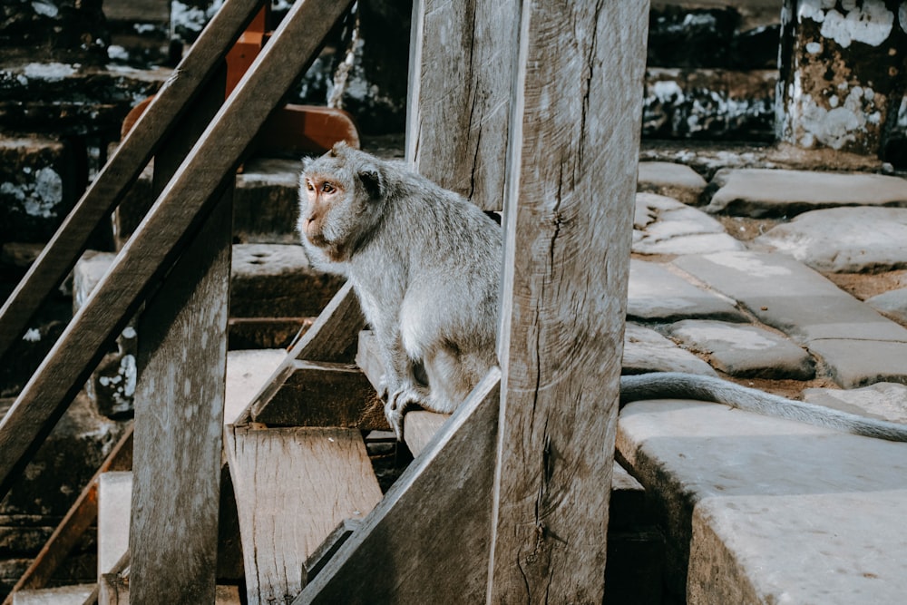 mono gris en escalera de madera marrón