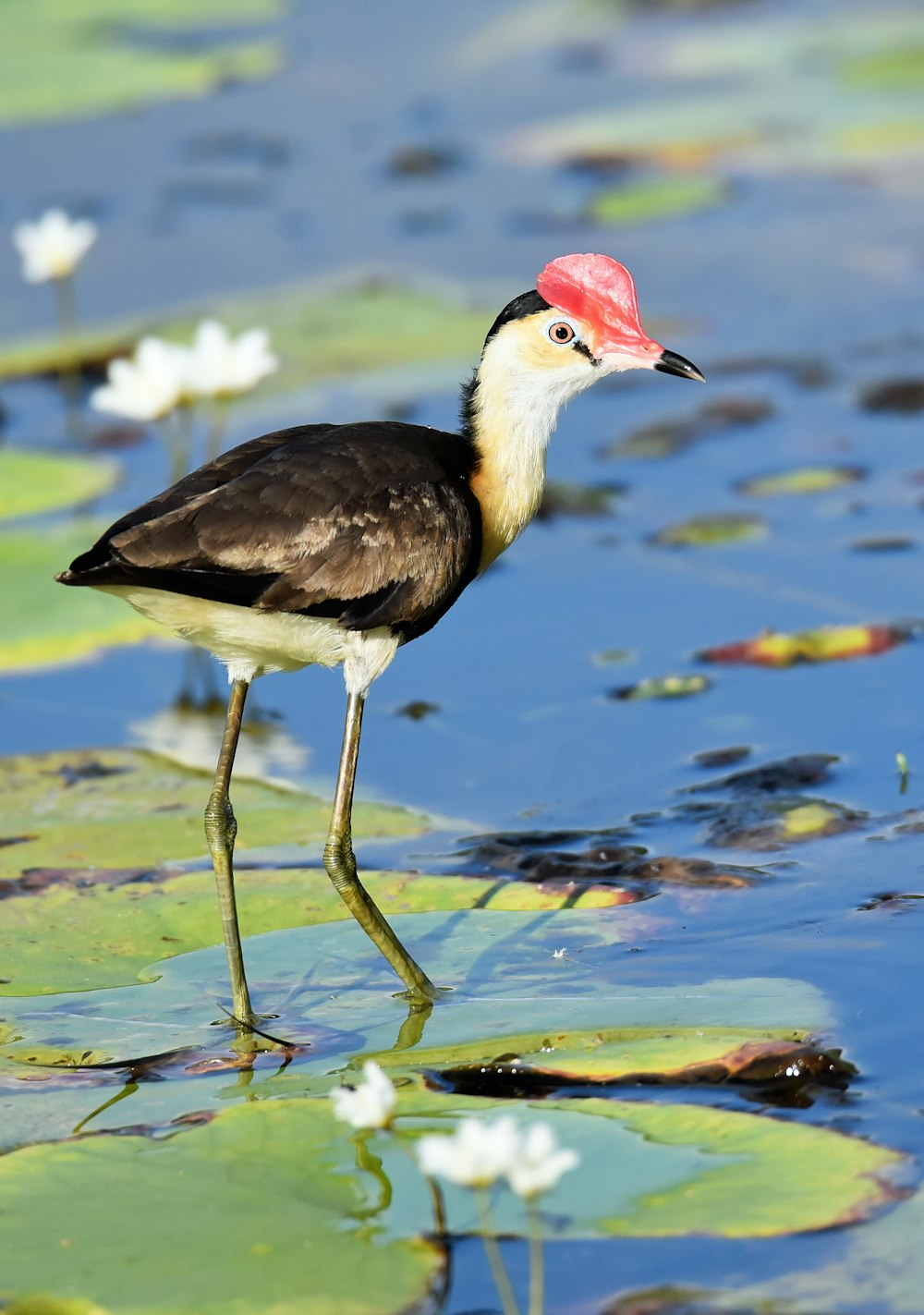 bird walking on body of water