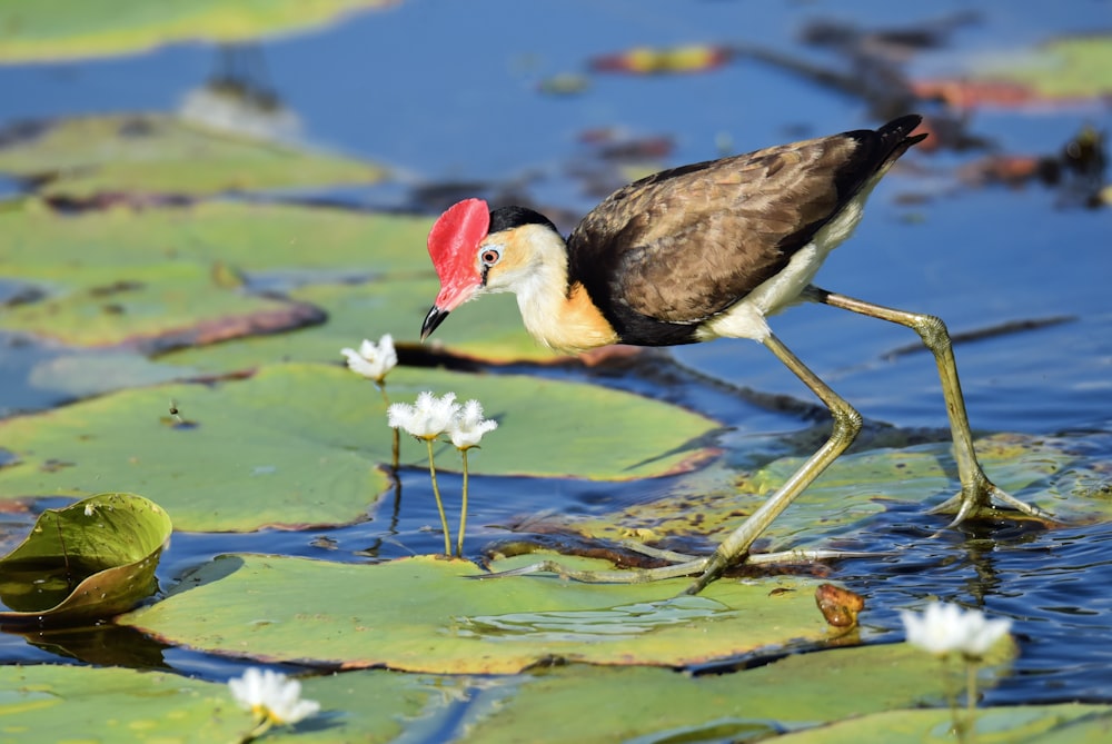 brown bird on water lily