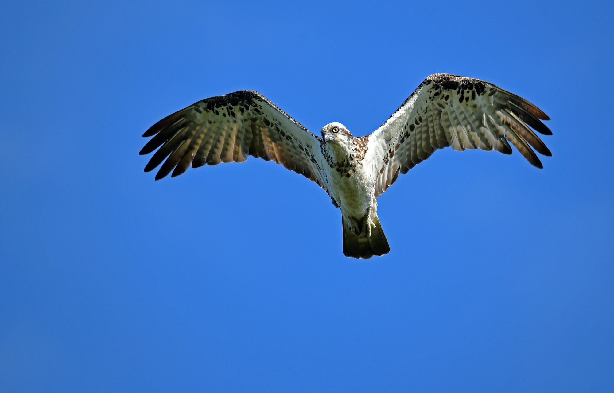 This osprey was using its sharp eyes looking for a fish for breakfast, as it flew over one of the lakes at the Cattana wetlands, Cairns, Australia.