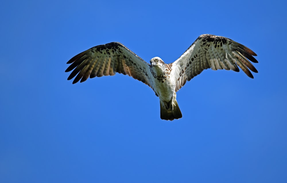 photo of eagle flying high up in the sky